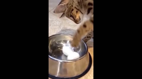 Cat trying to eat eggs