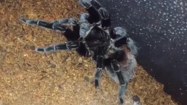 Collab copyright protection - shy tarantula in cage