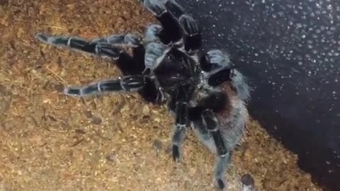 Collab copyright protection - shy tarantula in cage