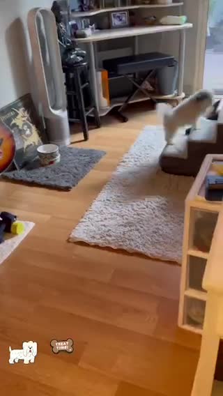 This happy dog is the best dancer