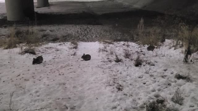 Wild Rabbit Winter Journey Day 6 Part 4