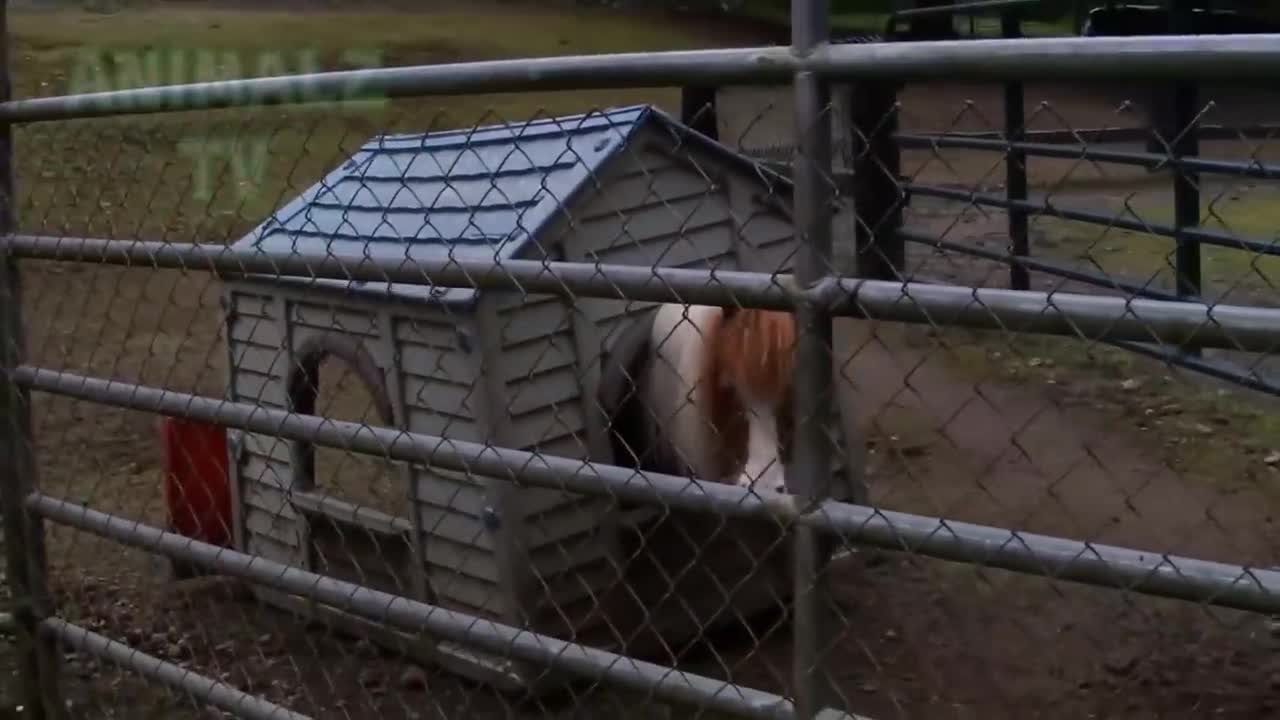 FUNNY ANIMALS WRONG MUCH