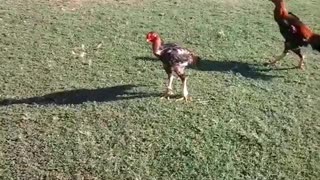 Chicken War