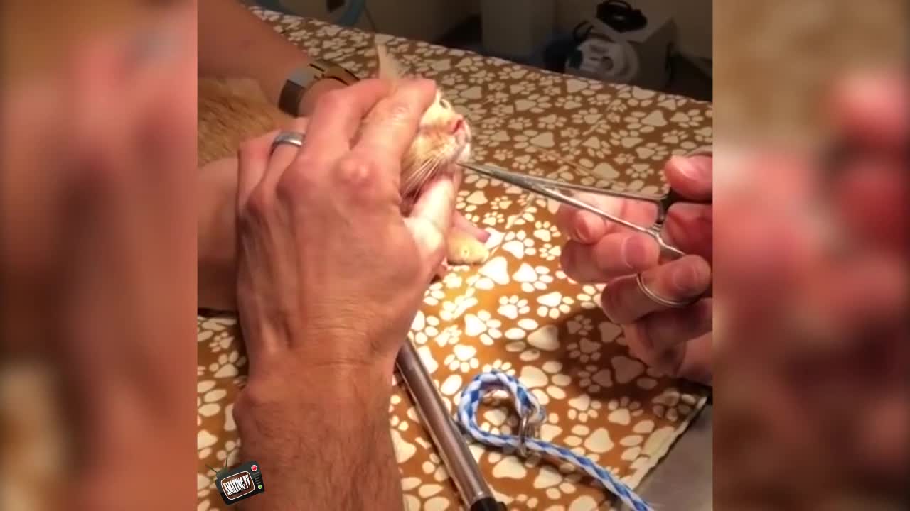 4 cute kittens from which a huge pulsating parasite is removed