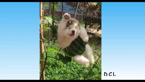 Cute Cats and Dogs - Compilation video
