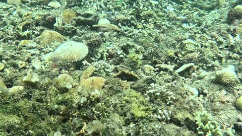 Snorkeling in the Shallows: A Peek into Paradise 🌊🐠