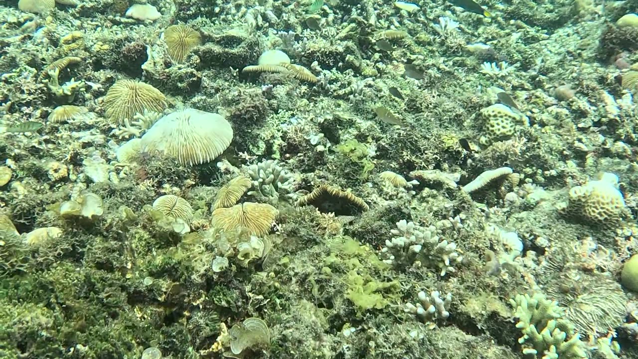 Snorkeling in the Shallows: A Peek into Paradise 🌊🐠