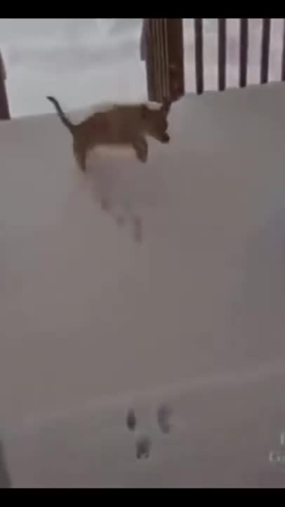 funny dog scared of snow 2021 ...