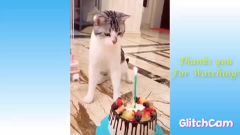 Funny animal moments 😂 / very good 😹