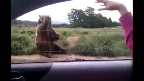 Funny bear says goodbye