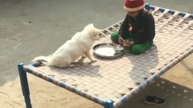 Dogs eat food with cute baby girl ❤️