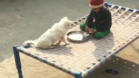 Dogs eat food with cute baby girl ❤️