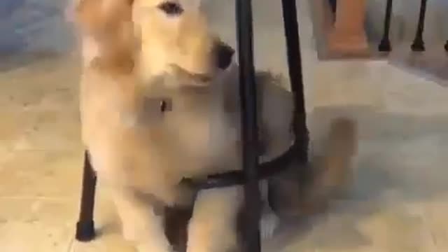 Funny dog moment's 😀🤣😀 #funnydogs