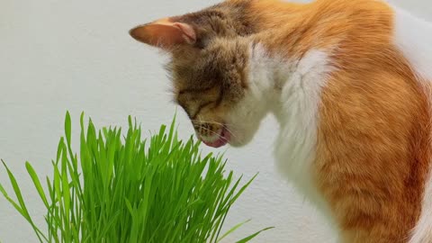 Look at this cat eating grass.