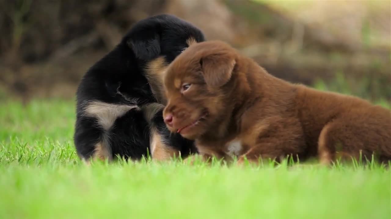 Super cute animals Puppies are cute | Cute animal moments