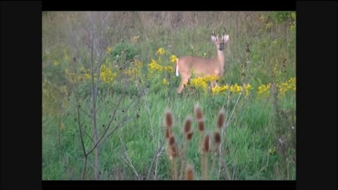 Deer Hunt 20 300 wby mag