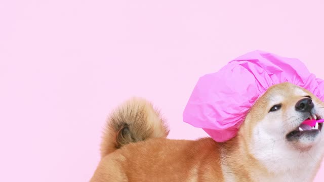 cute-dog-with-a-shower-cap-and-biting-a-toothbrush-