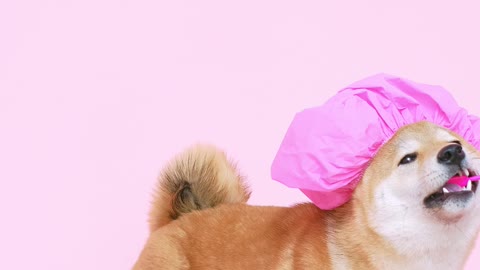 cute-dog-with-a-shower-cap-and-biting-a-toothbrush-
