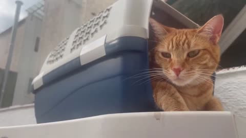 A Day in the Life of a Cat #11