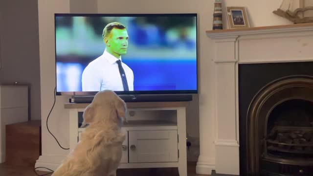 Dog Singing Nessun Dorma - Football’s Coming Home