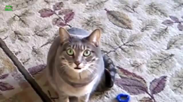 Funny Cats and Kittens Meowing Compilation