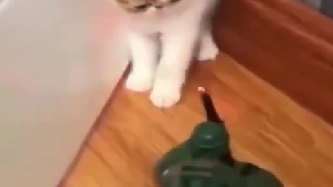 🥰Cute Cat😼 funny video😍🥰