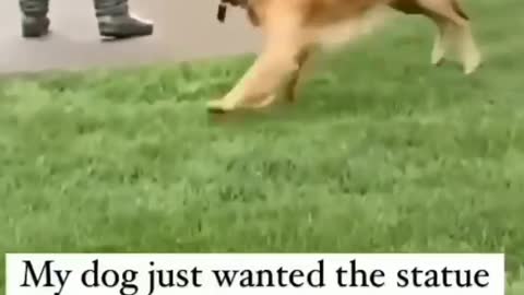 Dog training
