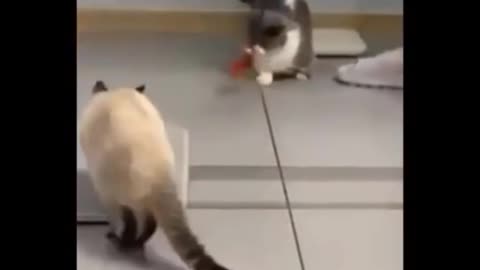 Funny Cats Compilation 😹 - Don't try to hold back Laughter !!
