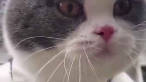 Cats talking 😱😂