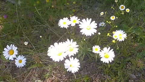 Daisies