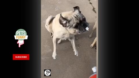 Adorable Pug Moments