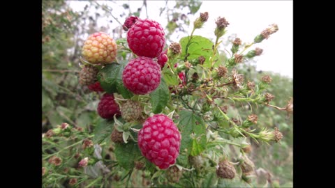 Raspberries Are Gifts Raspberry Oct 2021