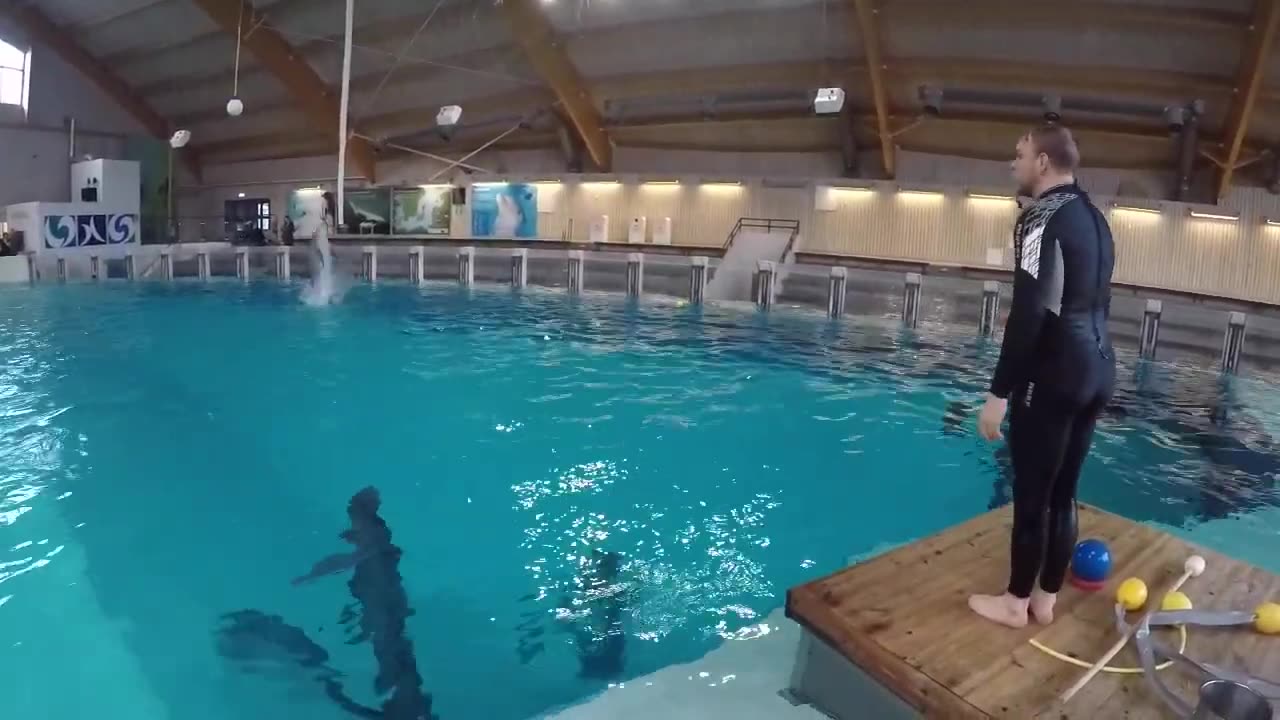 Teaching a dolphin in a unique way