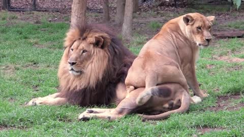 Lioness Wishing for a Shade of Grey