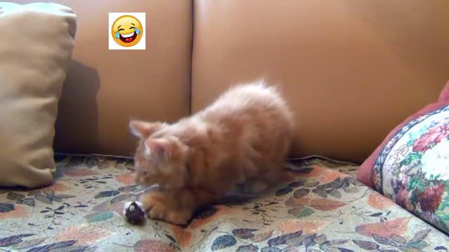 Little Kitten playing with his toy