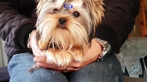 Funny Animal Videos | Cute Animal Videos | Funny Dog | Cat Videos | Viral Videos | BOOST SELF