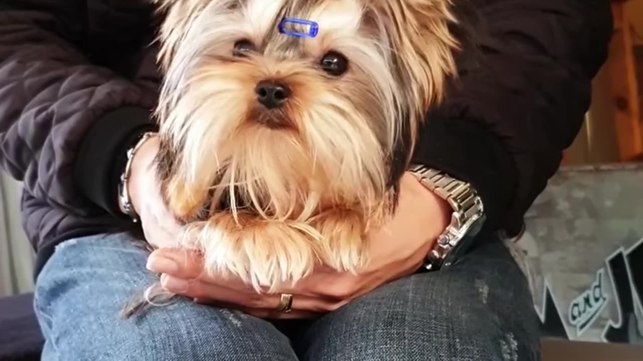 Funny Animal Videos | Cute Animal Videos | Funny Dog | Cat Videos | Viral Videos | BOOST SELF