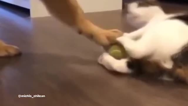 Funniest cat and dog video