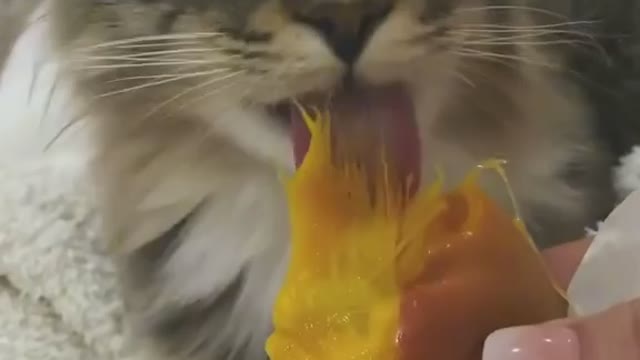 Cat eating mango