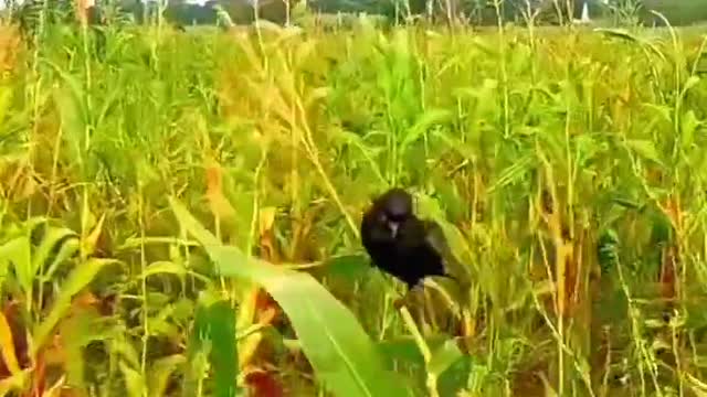 So cute little crow.