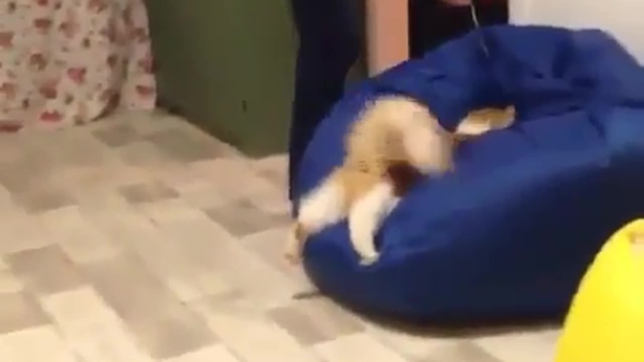 Funny Cat