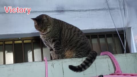 korea street cat🐈 & dog 🐕