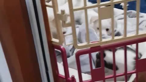 Catch the puppy trying to escape!4