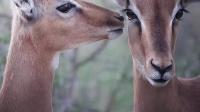 beautiful animal sudafrica