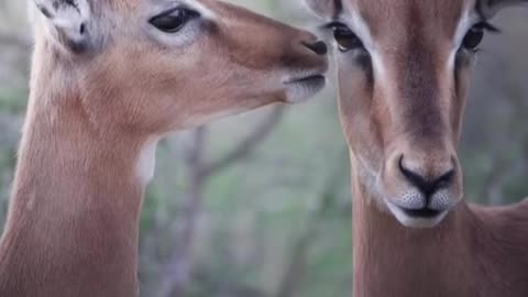beautiful animal sudafrica