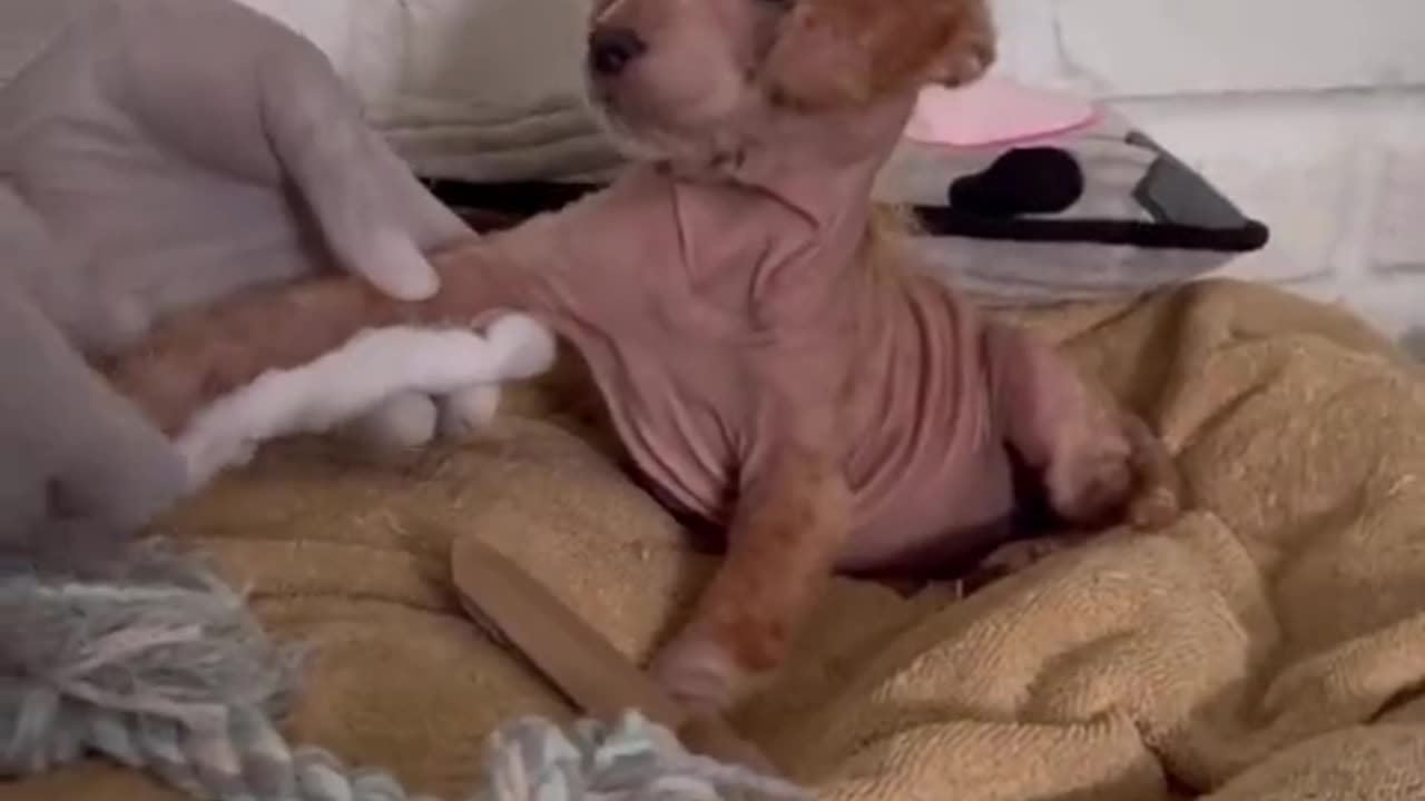 A puppy in bad shape nursed back to great health