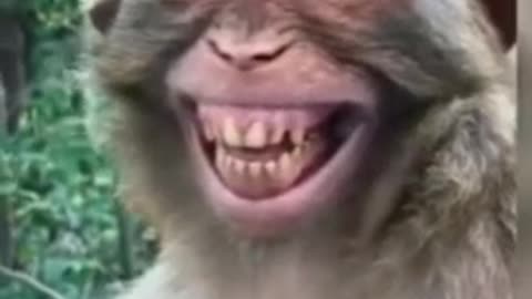 Funny Monkey