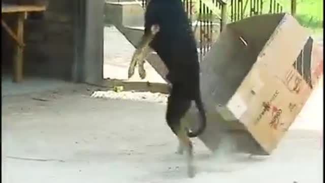 Surprise Dog 😆🐶🦴 with box Funny videos