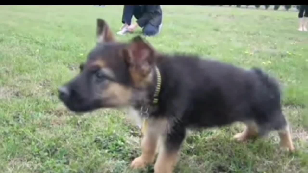 German Shepherd puppy barking.