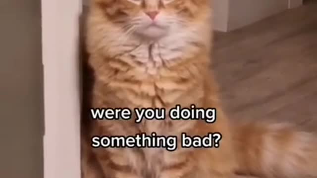 #sad cat